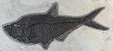 Wide Mioplosus & Diplomystus Fish Plate - Wall Mount #22843-1